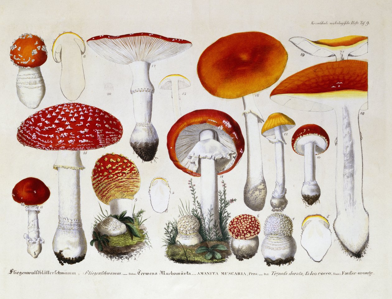 أمانيتا Muscaria ، 1831-46 بواسطة JG كالف