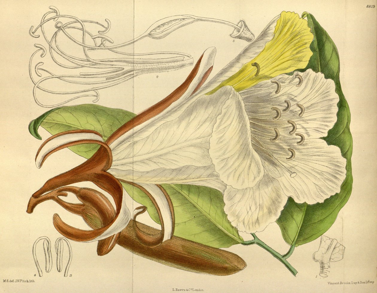 Baikiaea ولا سيما Fabaceae Caesalpinioideae بواسطة جي إن فيتش
