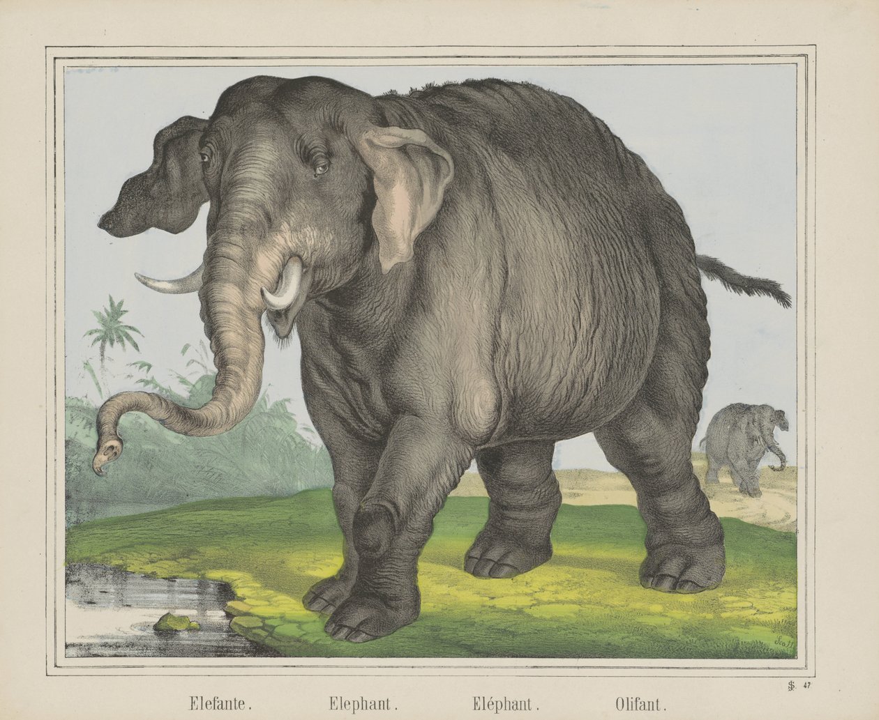 فيل. / فيل. / فيل. / Olifant (العنوان على الكائن) بواسطة جي سكوتي