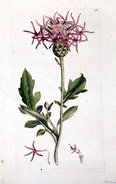 Knapweed العظيم ، من مجلد من حانة "علم النبات الإنجليزي". 1790-1814 (نقش ملون يدويًا) بواسطة J. و Smith JE Sowerby