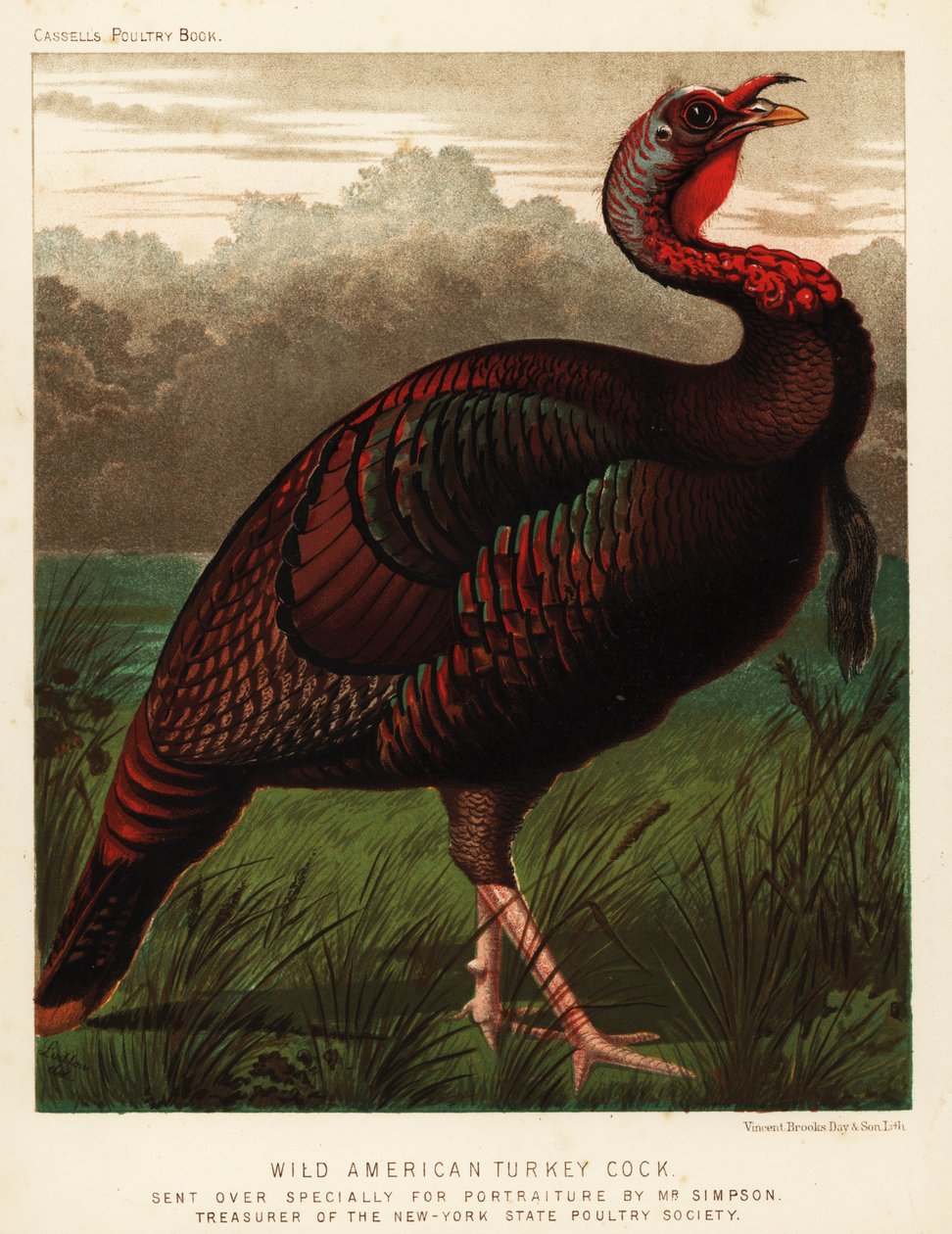 الديك الرومي الأمريكي البري، Meleagris Gallopavo بواسطة JW (بعد) لودلو