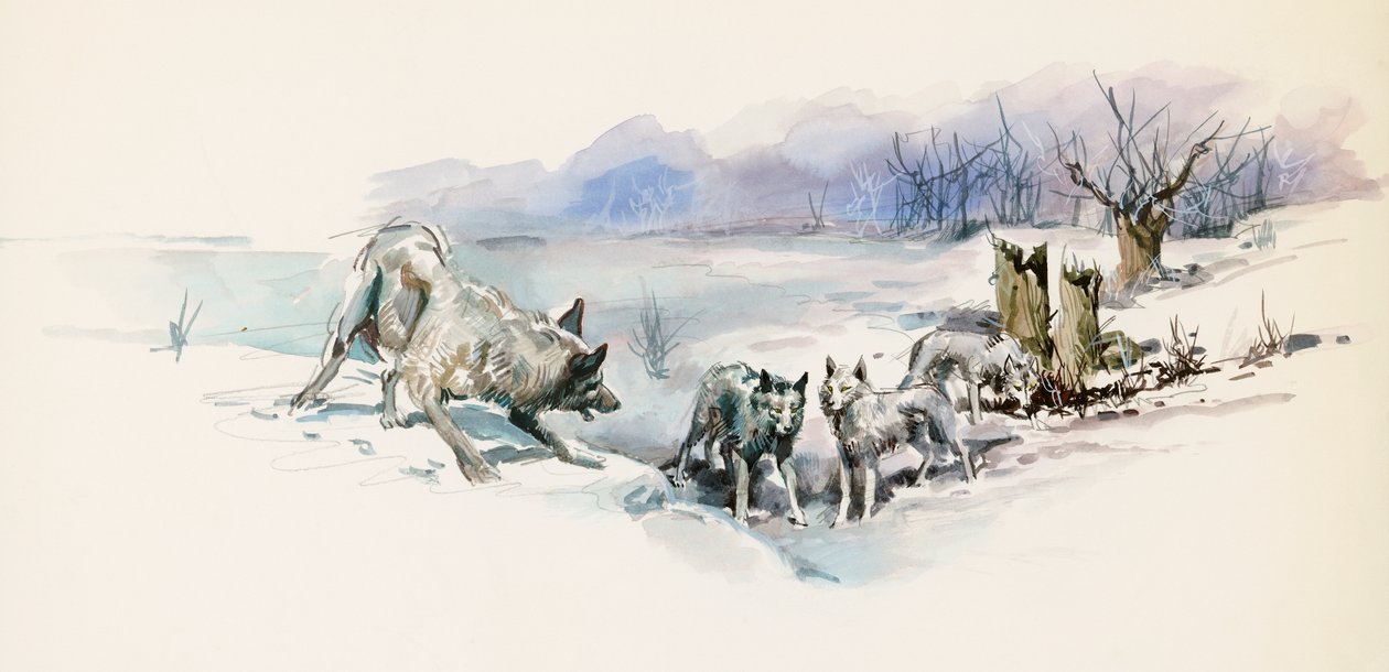 مجموعة ذئاب ، من Call of Wild ، رواية مغامرات لجاك لندن (1876-1916) ، رسم بواسطة جاك لندن