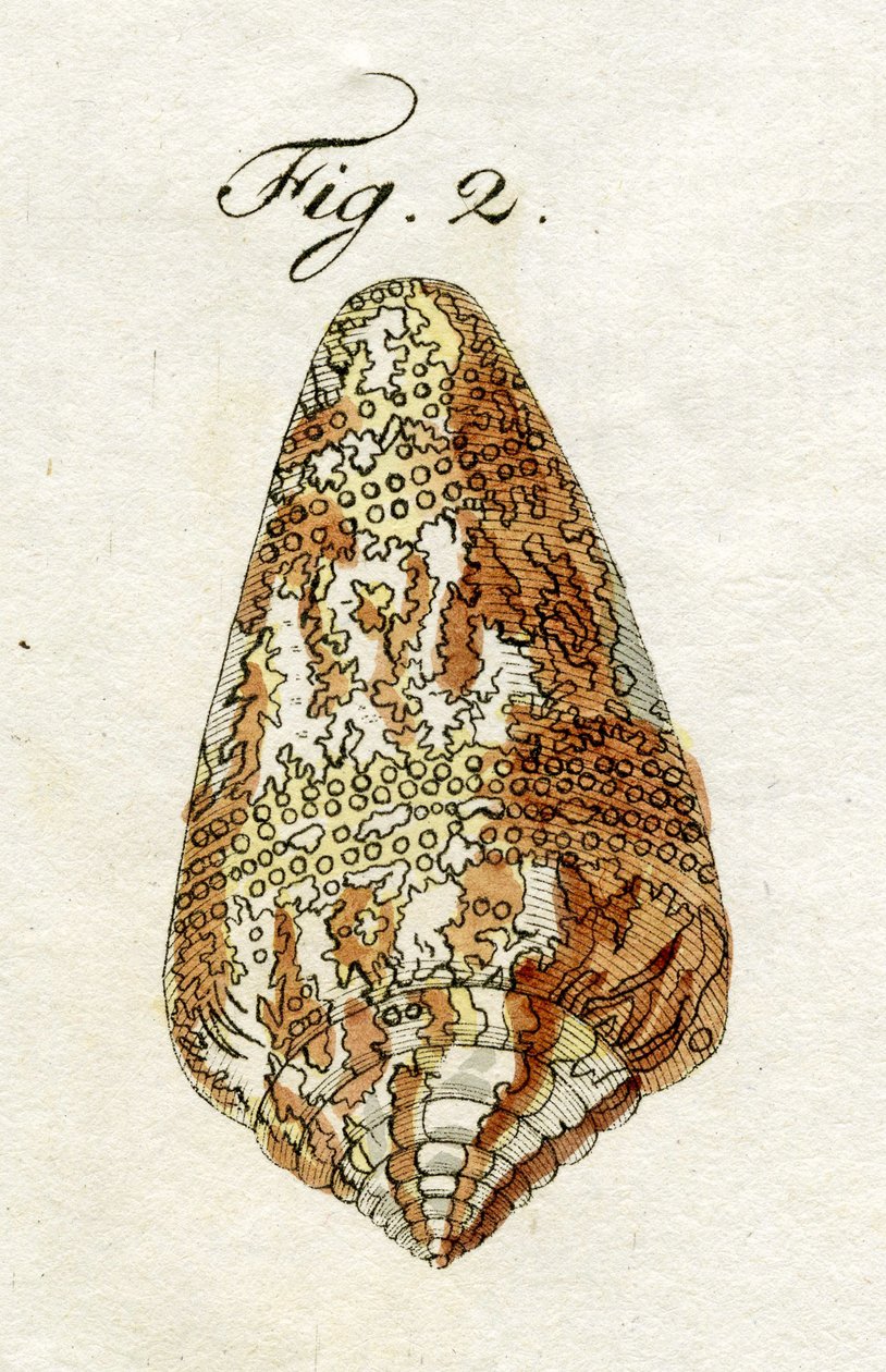 رسم توضيحي لـ Conus Ammiralis (الأنواع الفرعية Cedonulli) ، 1790 (نقش ملون باليد) بواسطة يعقوب كزافييه شوزر