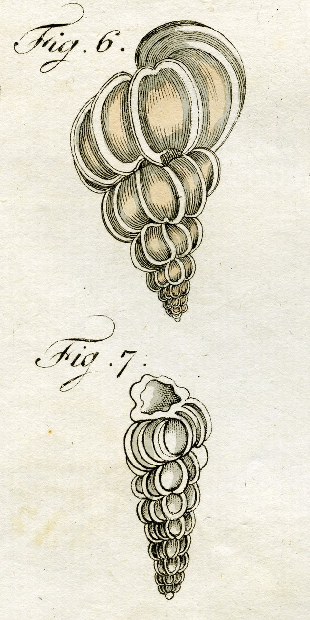 رسم تربو Scalaris ، 1790 (نقش ملون باليد) بواسطة يعقوب كزافييه شوزر