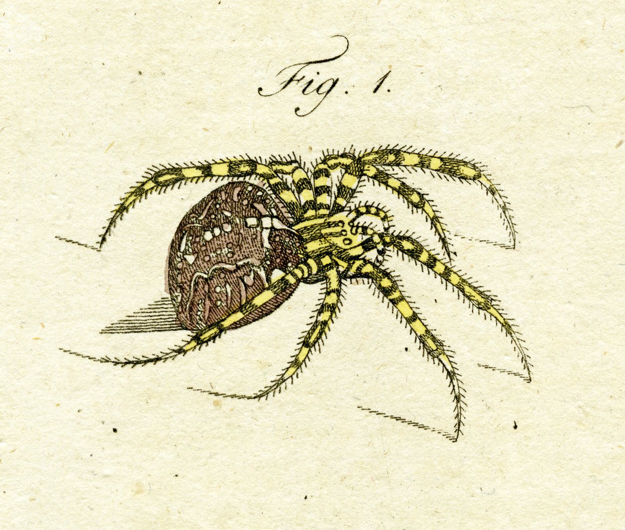 رسم توضيحي لعنكبوت ، 1790 (نقش ملون باليد) بواسطة يعقوب كزافييه شوزر