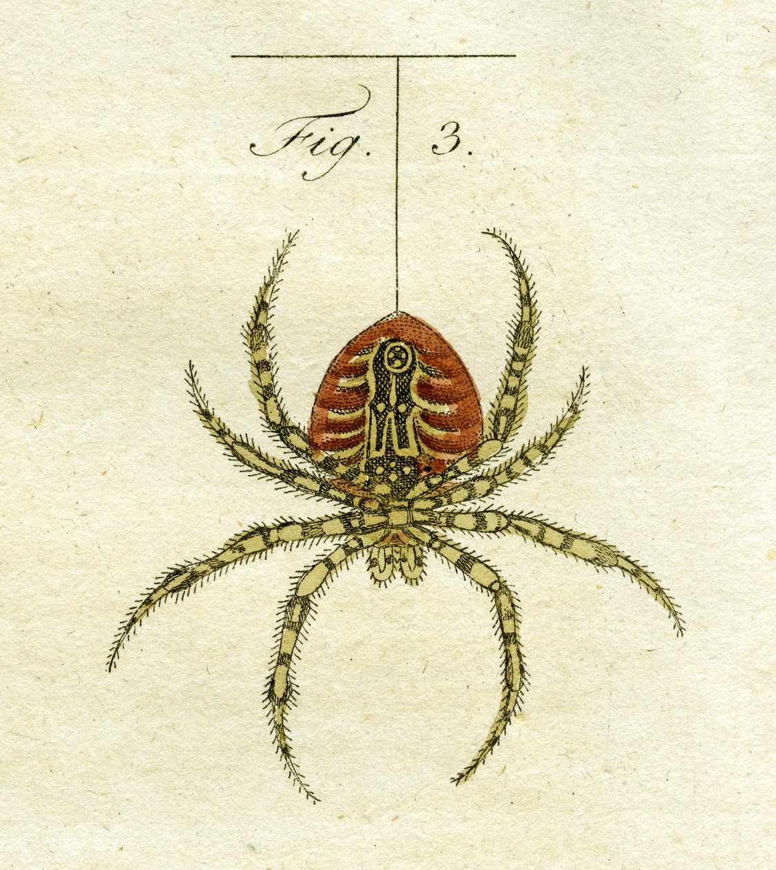 رسم توضيحي لعنكبوت ، 1790 (نقش ملون باليد) بواسطة يعقوب كزافييه شوزر