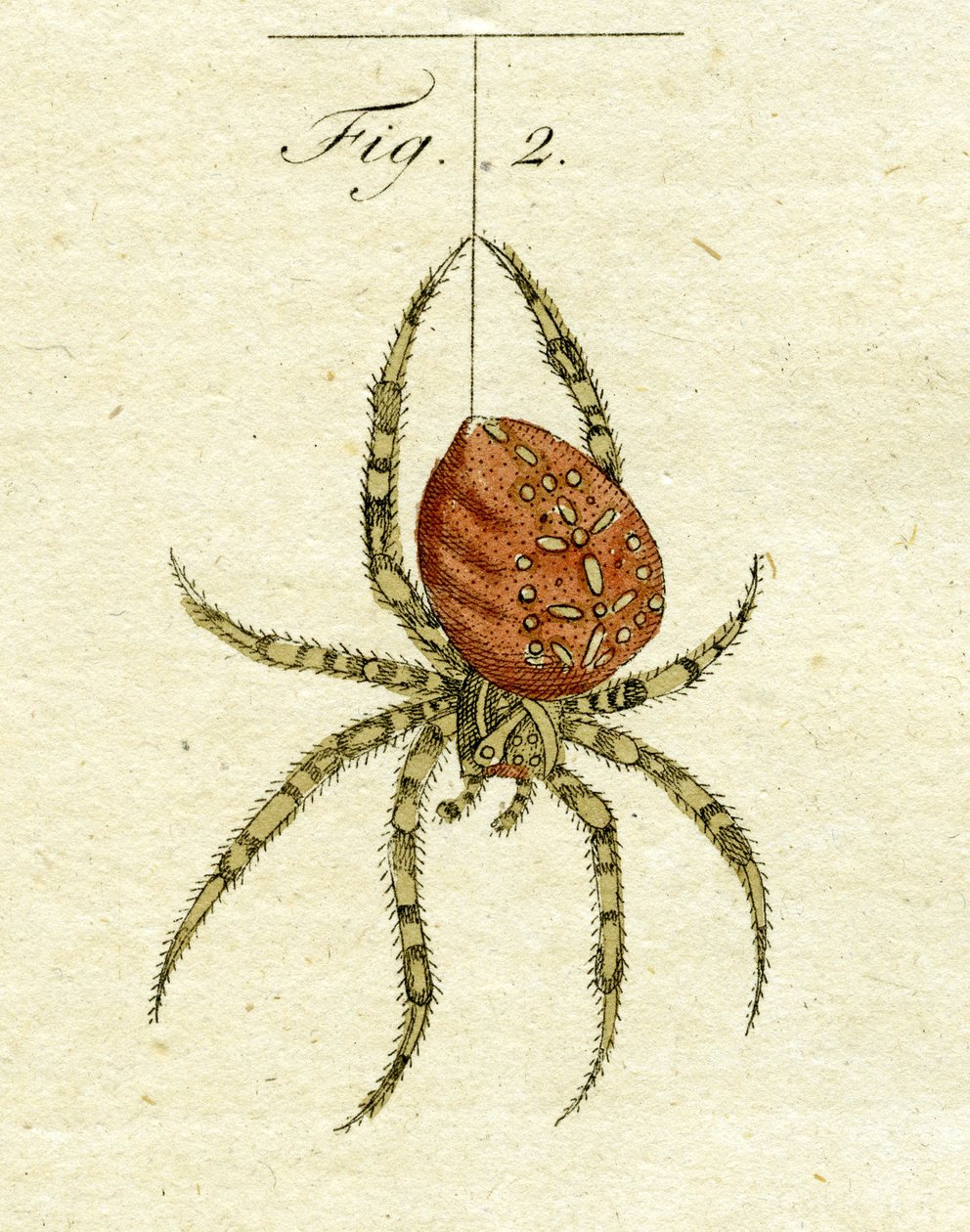 رسم توضيحي لعنكبوت ، 1790 (نقش ملون باليد) بواسطة يعقوب كزافييه شوزر