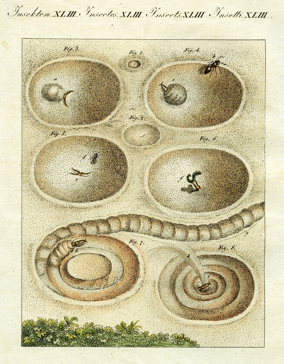رسم توضيحي لأسد النمل يصطاد فريسته ، 1790 (نقش ملون باليد) بواسطة 