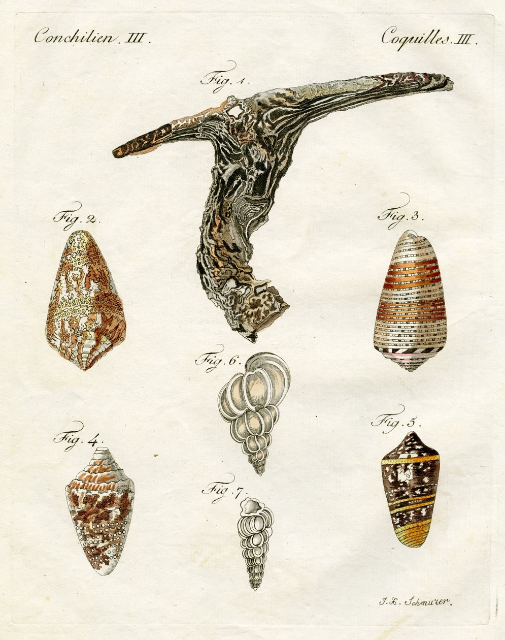 رسم توضيحي لصدف ، 1790 (نقش ملون باليد) بواسطة يعقوب كزافييه شوزر