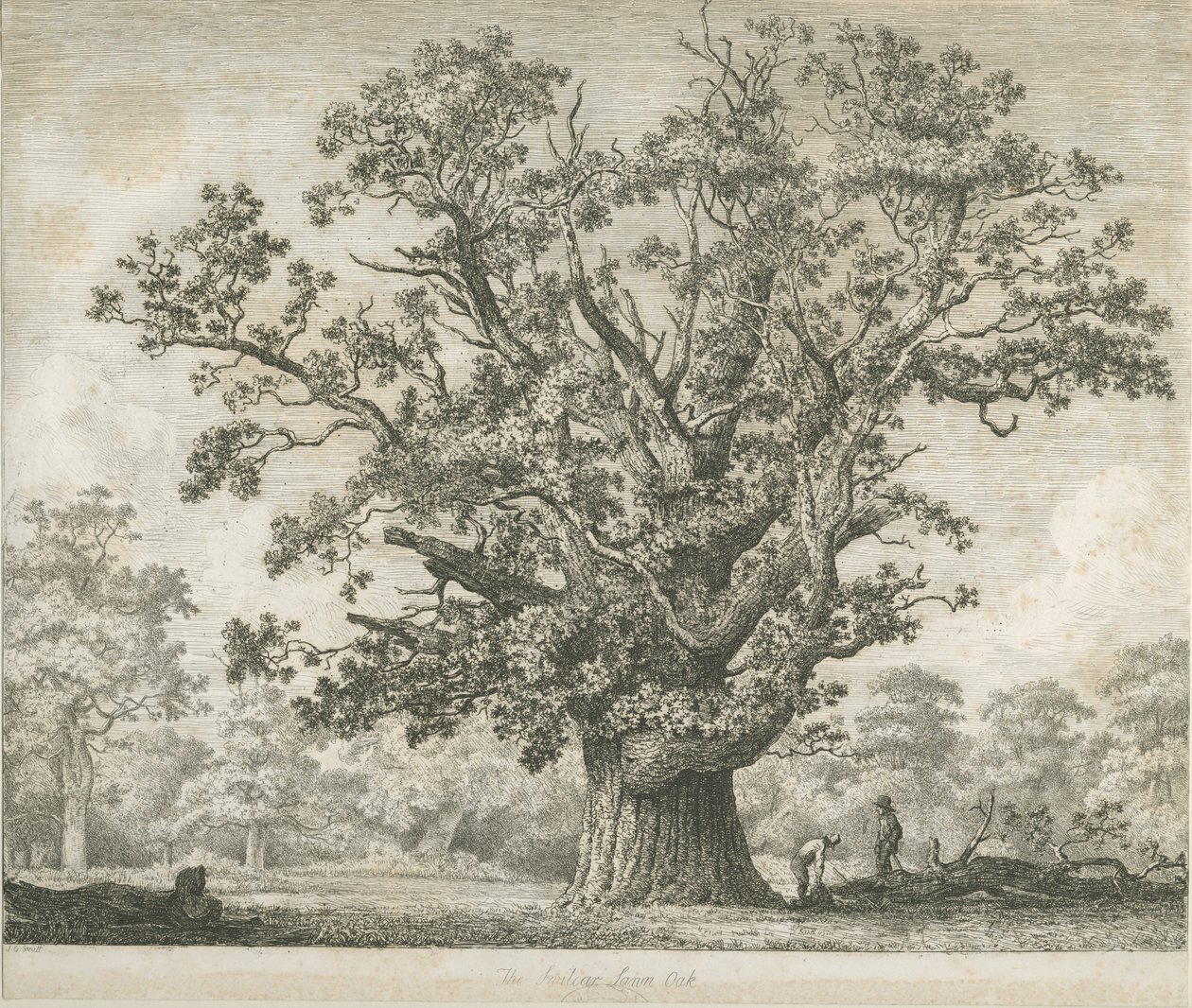 Needwood - Swilcar Oak: النقش ، بدون تاريخ [c 1820-1850] بواسطة يعقوب جورج سترات
