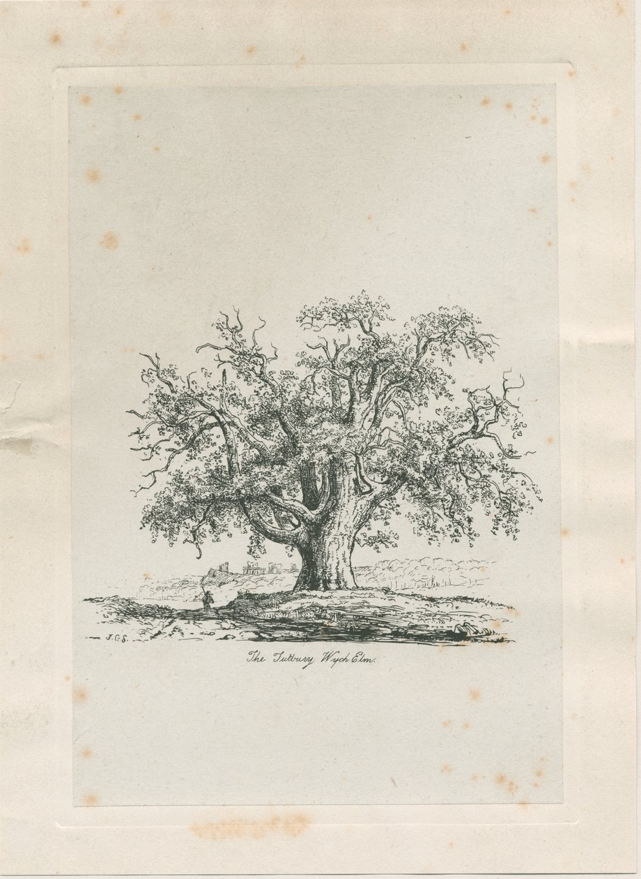 Tutbury - "Wych Elm": engraving، nd [c 1820] بواسطة يعقوب جورج سترات