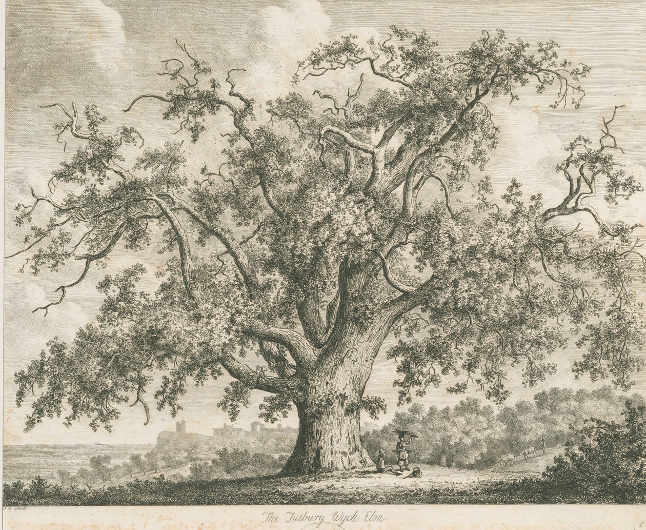 توتبيري - "Wych Elm": النقش ، بدون تاريخ [c 1820] بواسطة يعقوب جورج سترات