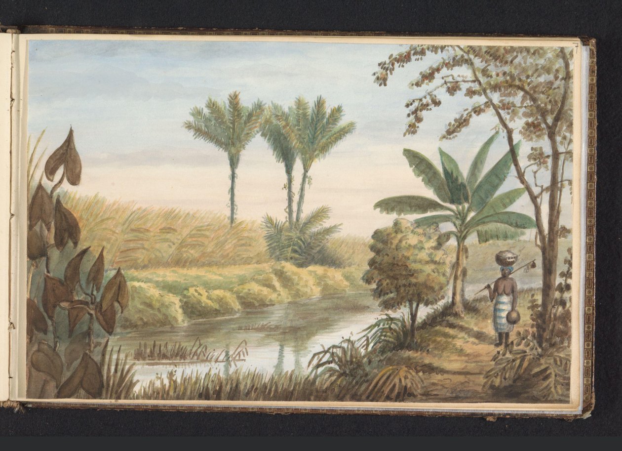 منظر لحقل فيه مزرعة قصب السكر Visserszorg حقل بقصب السكر (العنوان على الكائن) مرئي على الأرض في Visserszorg (العنوان على الجسم) ألبوم برسوم سورينام ، ص 7 (50) (عنوان السلسلة) بواسطة جاكوب ماريوس أدريان مارتيني فان جيفين
