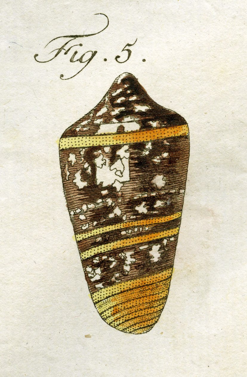 رسم توضيحي لـ Conus Ammiralis (سلالات فرعية Summus) ، 1790 (نقش ملون باليد) بواسطة يعقوب كزافييه شوزر