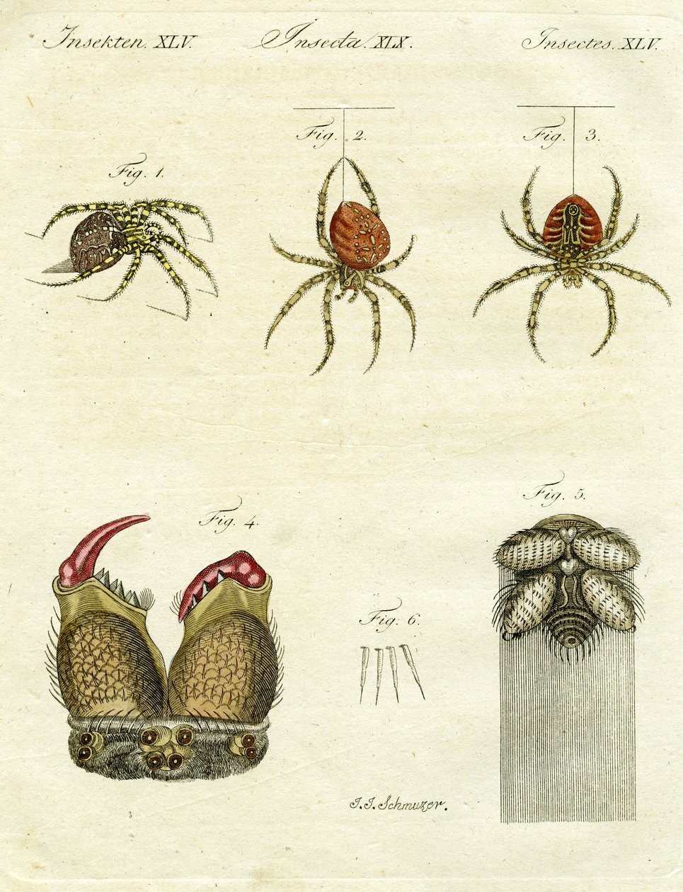 رسم توضيحي للعناكب ، 1790 (نقش ملون باليد) بواسطة يعقوب كزافييه شوزر