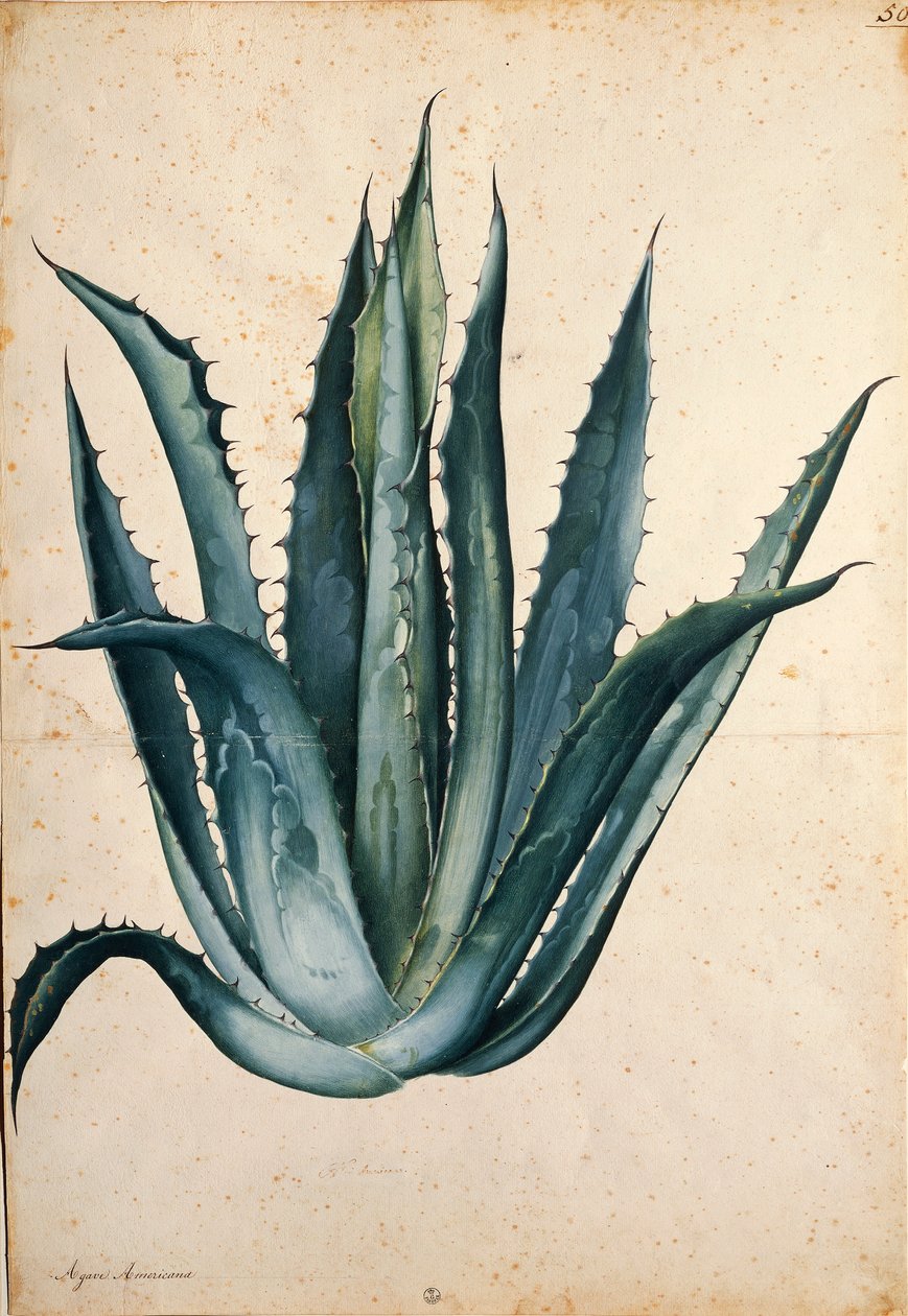 Century plant (Agave americana) by Jacopo Ligozzi بواسطة جاكوبو ليغوزي
