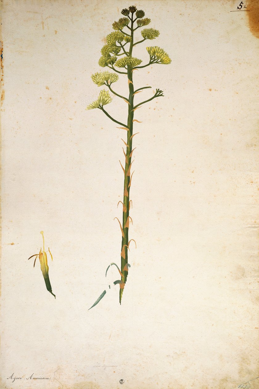 Century plant flower (Agave americana) by Jacopo Ligozzi بواسطة جاكوبو ليغوزي