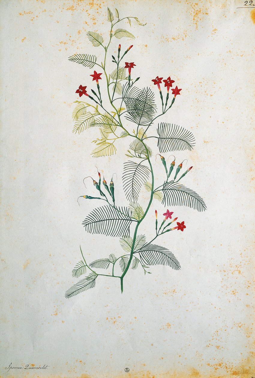 Italy, Quamoclit pennata (cypress vine), Mexican plant, by Jacopo Ligozzi (1547-1627) بواسطة جاكوبو ليغوزي