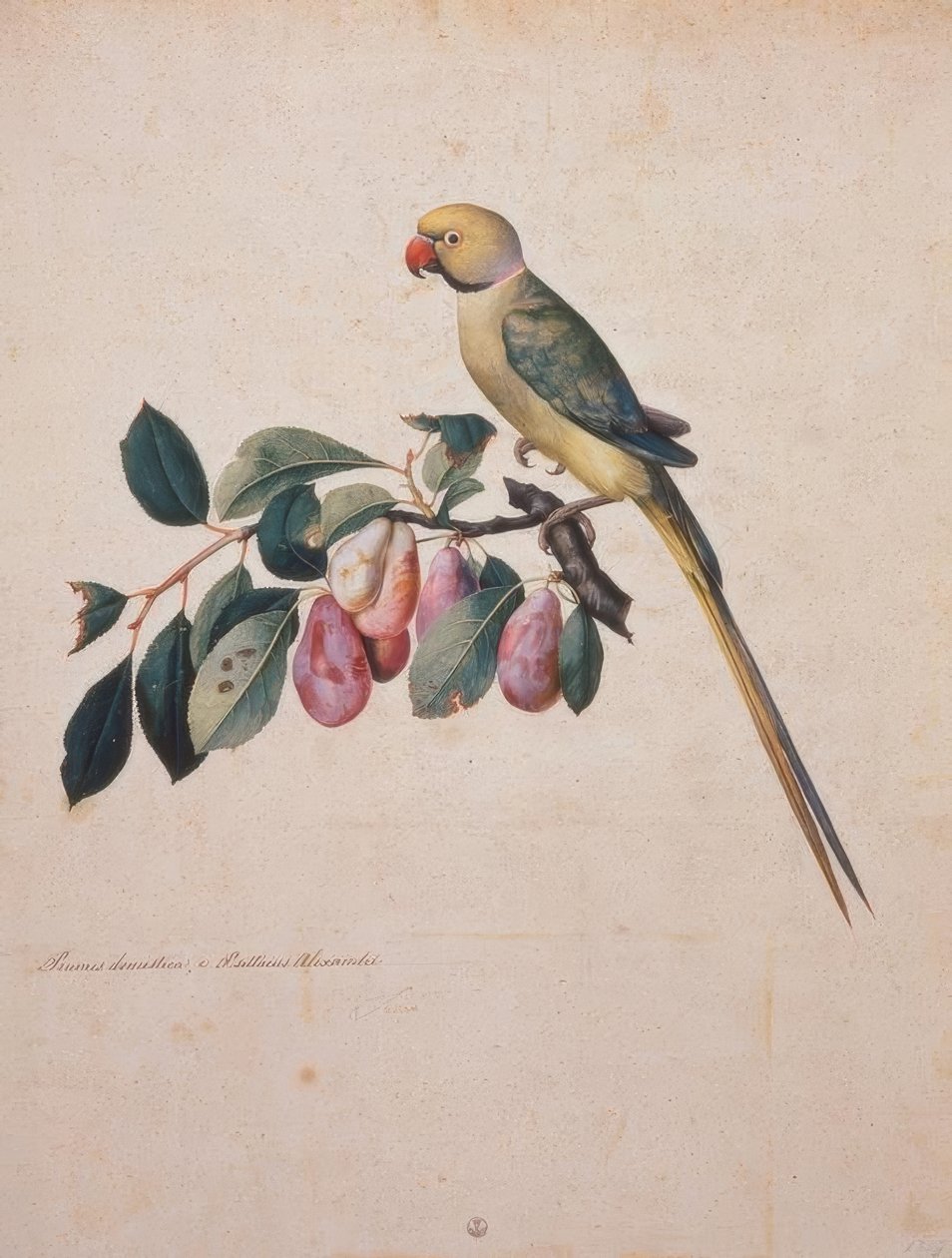 Prunus domestica ، من الإسكندر الببغاء من بواسطة جاكوبو ليغوزي