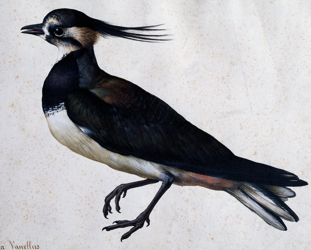 Tringa vanellus (Lapwing) by Jacopo Ligozzi (1547-1627) بواسطة جاكوبو ليغوزي