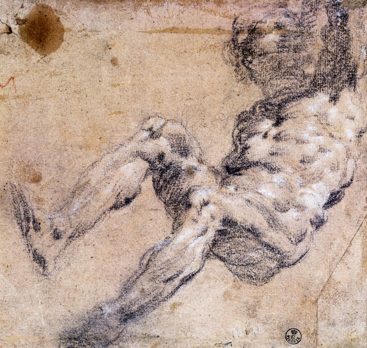 Study of male nude بواسطة جاكوبو روبوستي تينتوريتو