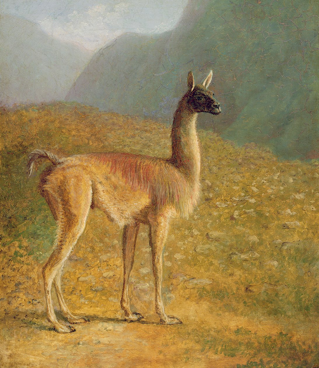 غواناكو ، ج .1848 بواسطة جاك لوران اجاسي