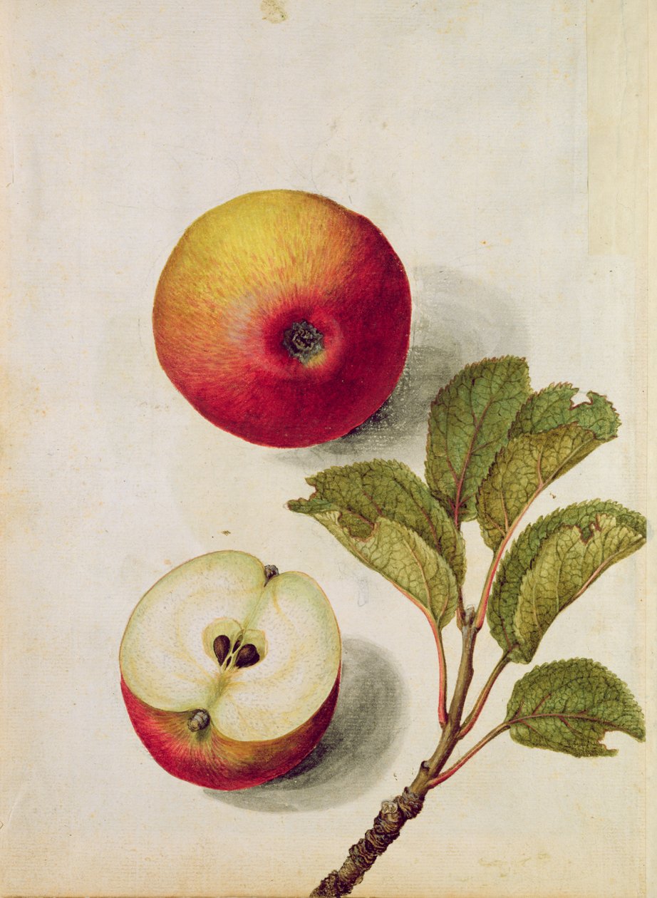 التفاح: Pyrus malus ، c.1568 ، بواسطة جاك لو موين