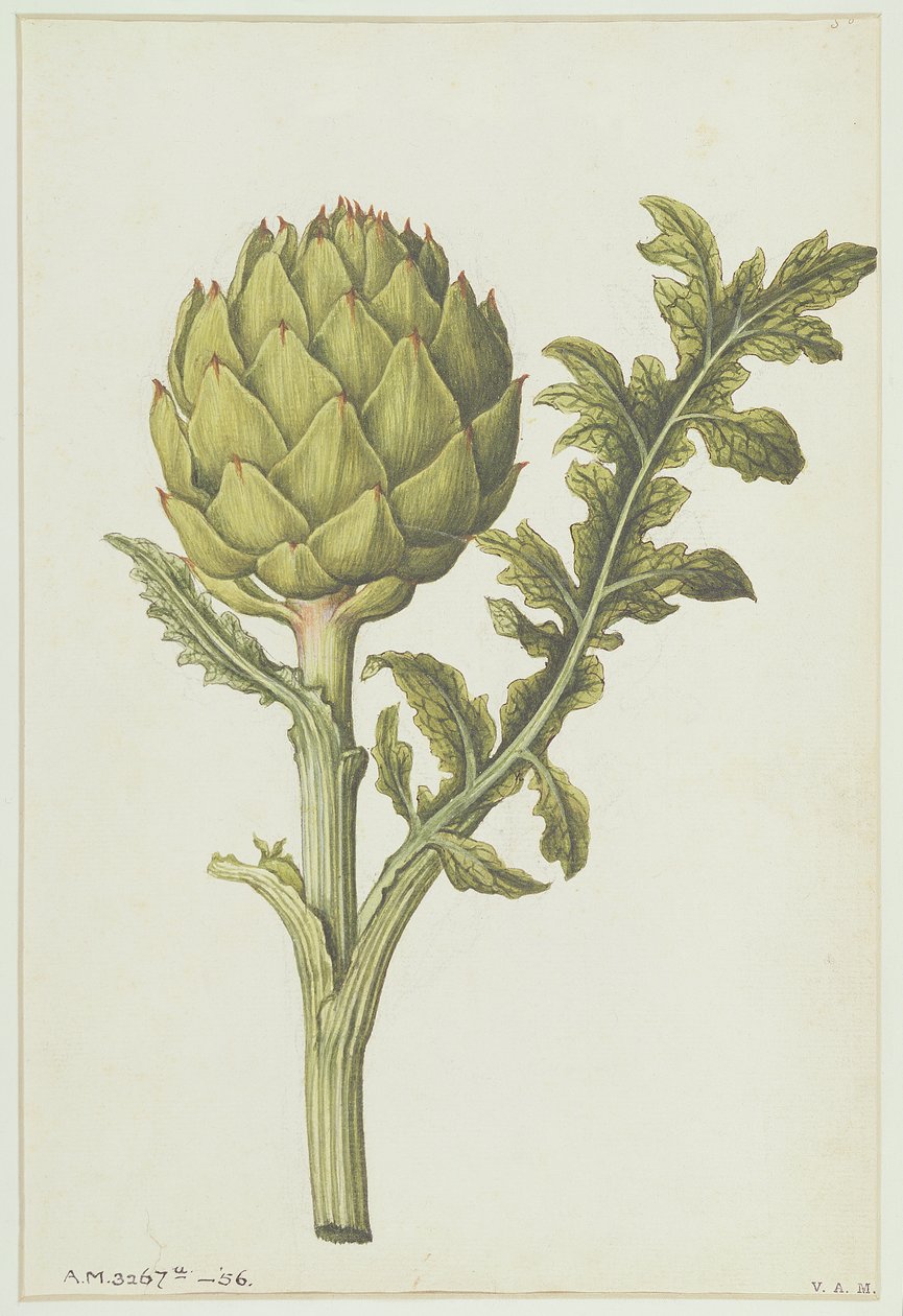 الخرشوف: Cynara scolymus ، c.1568 بواسطة جاك لو موين
