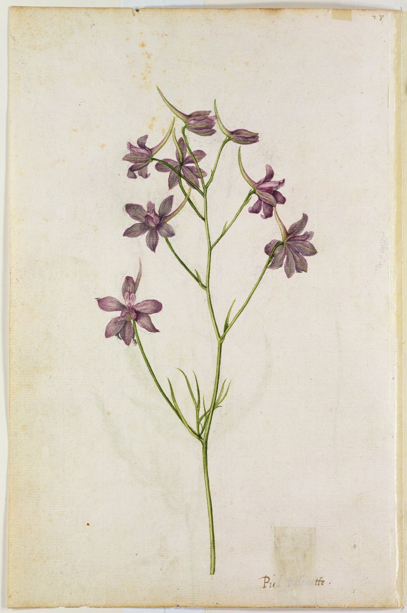 Delphinium ajacis ، ج .1568 بواسطة جاك لو موين