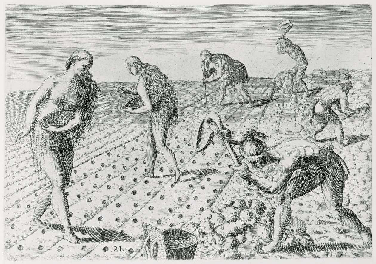 هنود فلوريدا يزرعون الذرة ، من "Grandes Voyages" ، 1591 ، كتبها ونقشها تيودور دي بري (1528-1598) (انظر أيضًا 180136) بواسطة جاك لو موين