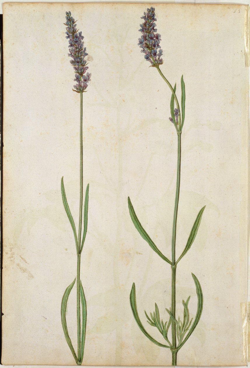 Lavandula officinalis (Old English Lavender) ، c.1568 بواسطة جاك لو موين