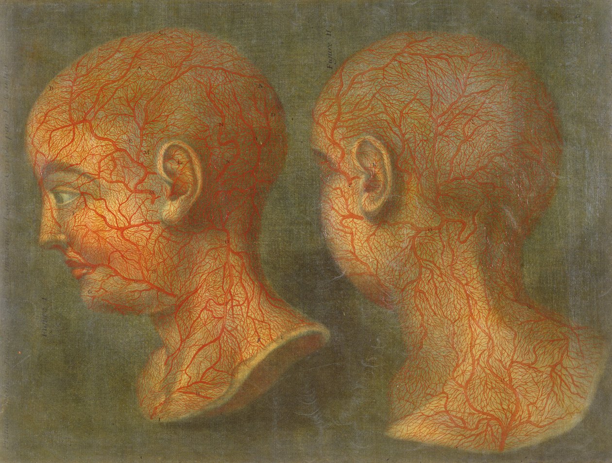 الأوعية الدموية السطحية للرأس والرقبة ، من "Anatomie de la Tete" ، 1748 (mezzotint) بواسطة جاك فابيان غوتييه أغوتي