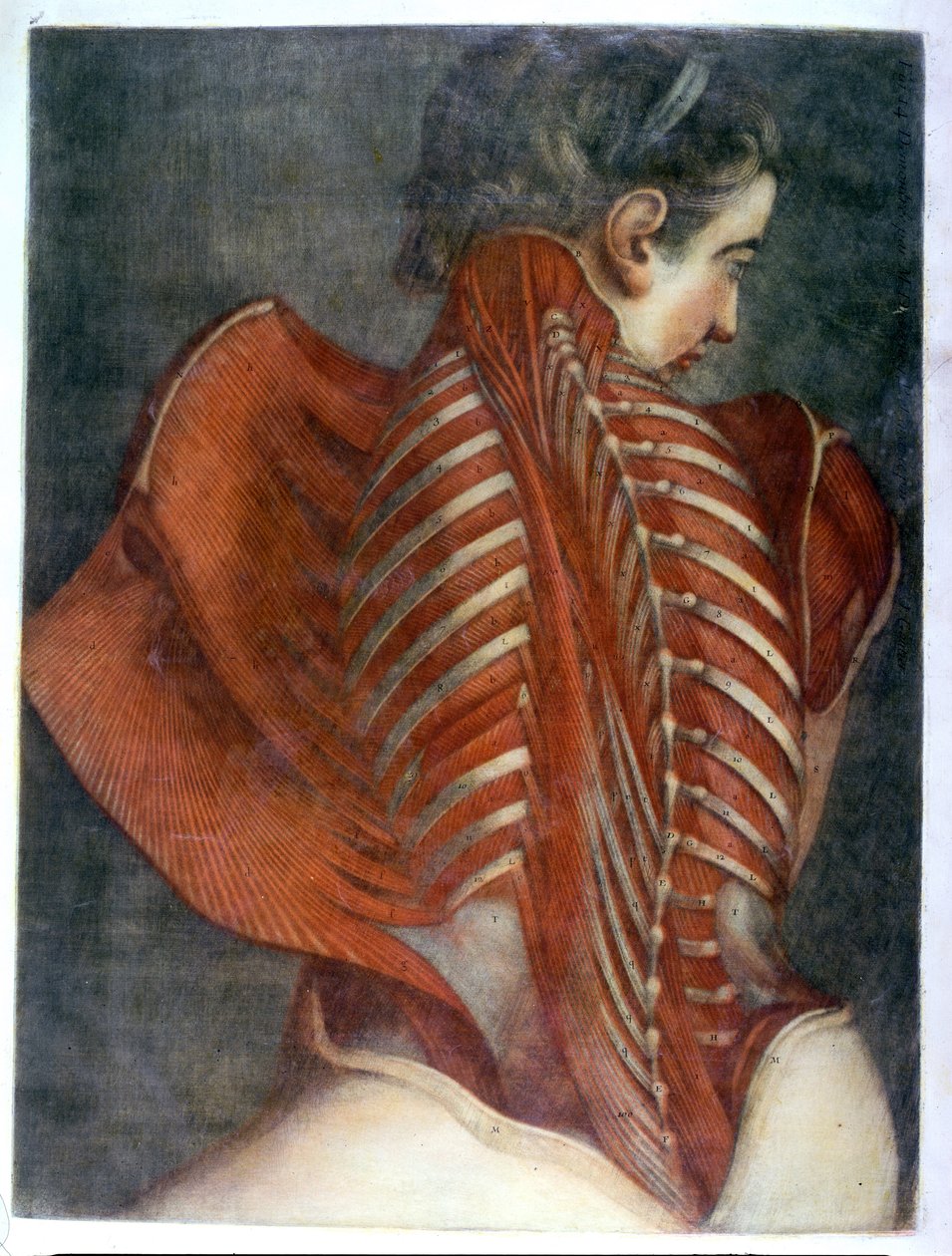 "The Flayed Angel" ، من "Myology الكامل في اللون والحجم الطبيعي" ، 1746 (mezzotint) بواسطة جاك فابيان غوتييه أغوتي