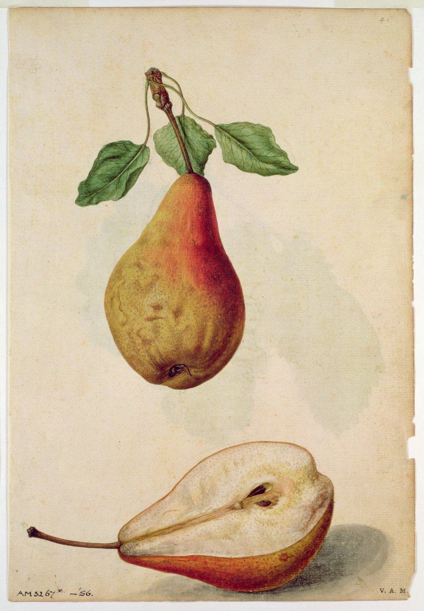 كمثرى: بيروس كومونيس، حوالي عام 1568، بقلم ج. لو موين دي مورجيس (1530-1568) بواسطة جاك (1533-88) لو موين