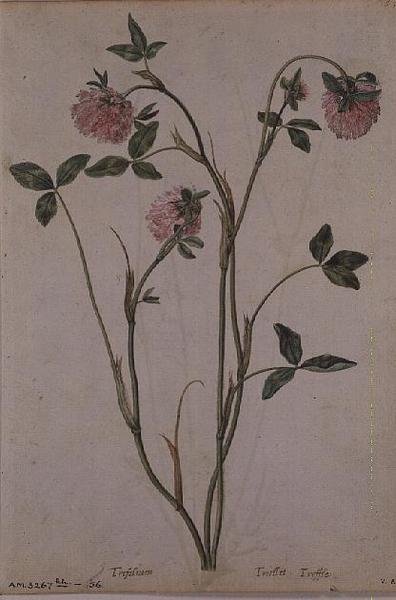 Triflorium pratense ، 1568 بواسطة جاك لوموين