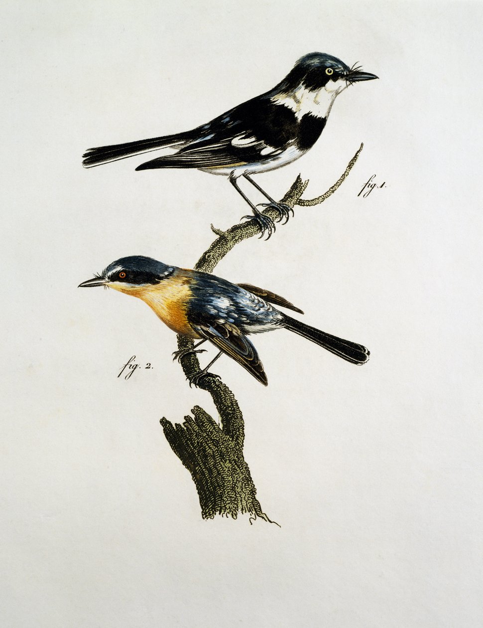 Male and female of Pririt Batis (Batis pririt) بواسطة جاك (بعد) باراباند