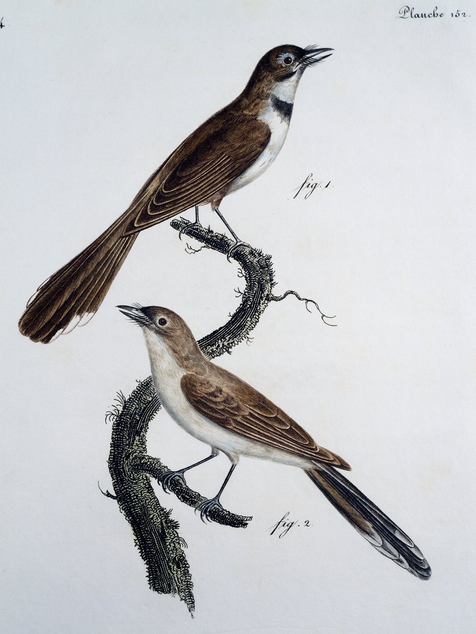 Male and female of Spectacled Monarch (Monarcha trivirgata) بواسطة جاك (بعد) باراباند