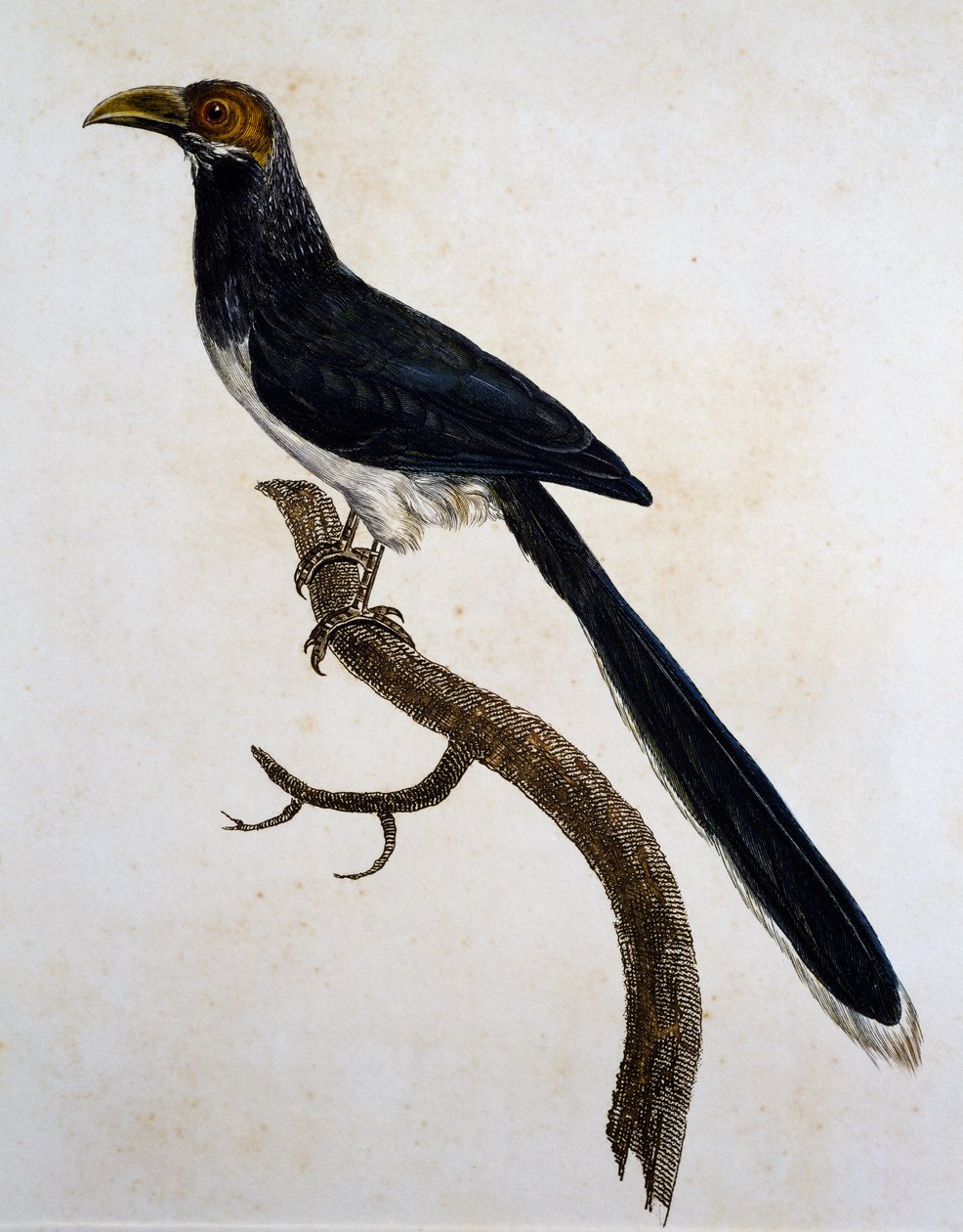 Red-faced Malkoha (Phaenicophaeus pyrrhocephalus) بواسطة جاك (بعد) باراباند