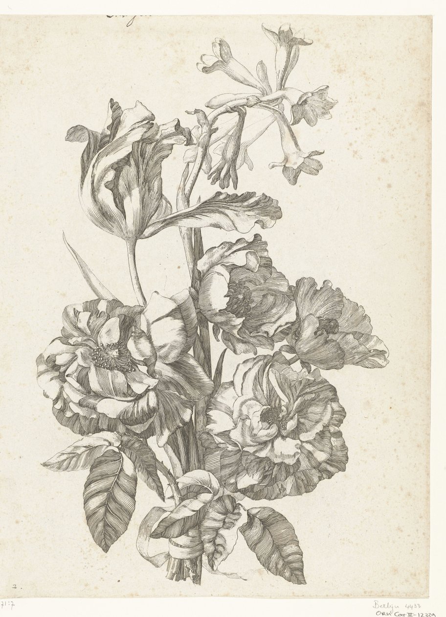 باقة من الفاونيا والزنبق والبروديا Diverses Fleurs mises en Boucquets (عنوان السلسلة) بواسطة جاك بيلي (أنا)