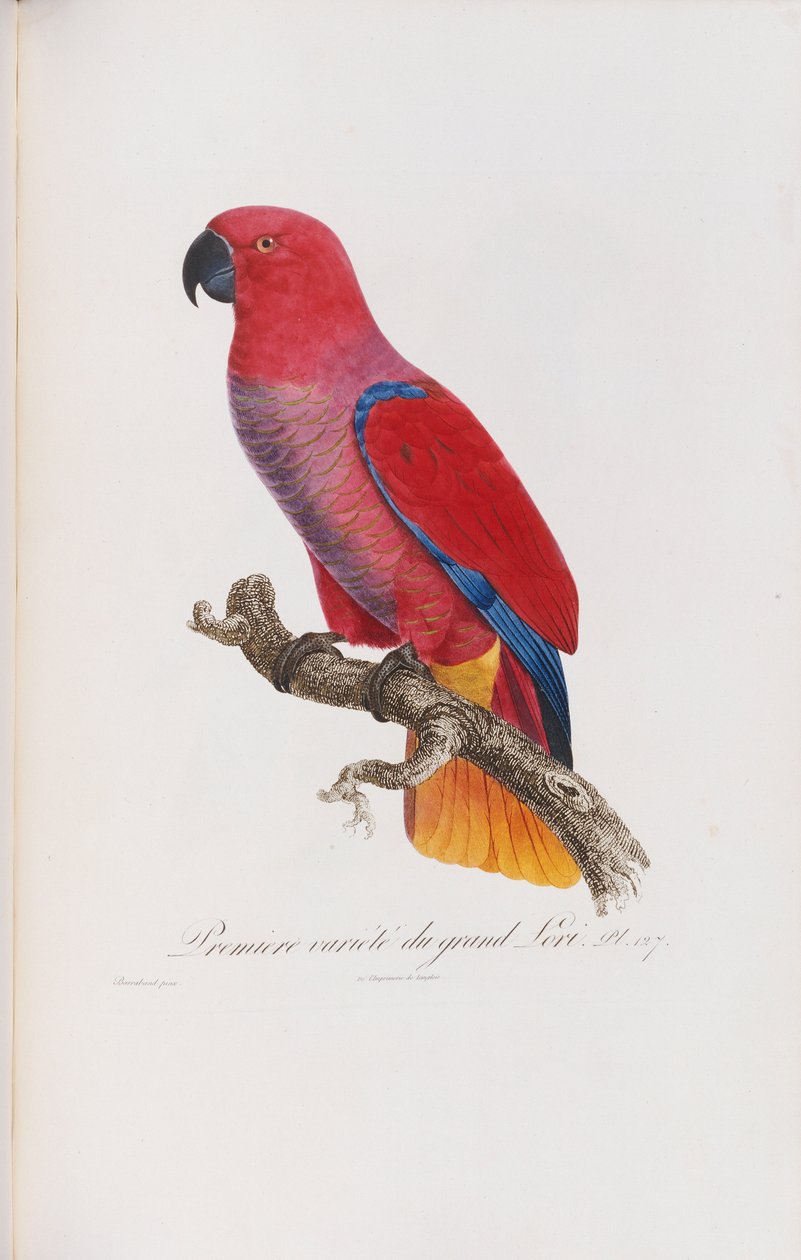 العرض الأول Variete du Grand Lori ، منقوش بواسطة Langlois ، c.1801-05 بواسطة جاك باراباند