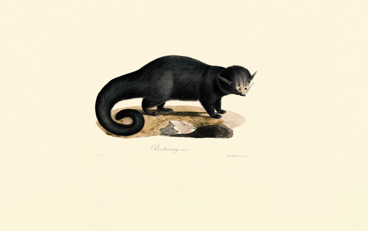 بنتورونج (Arctictictis binturong) بواسطة 