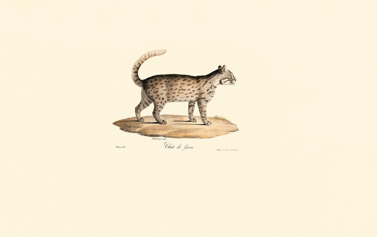 القط الفهد (Prionailurus bengalensis) بواسطة 