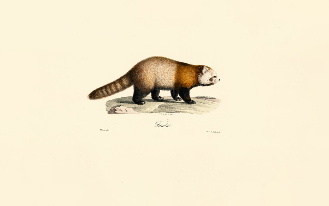 الباندا الحمراء (Ailurus fulgens) بواسطة 