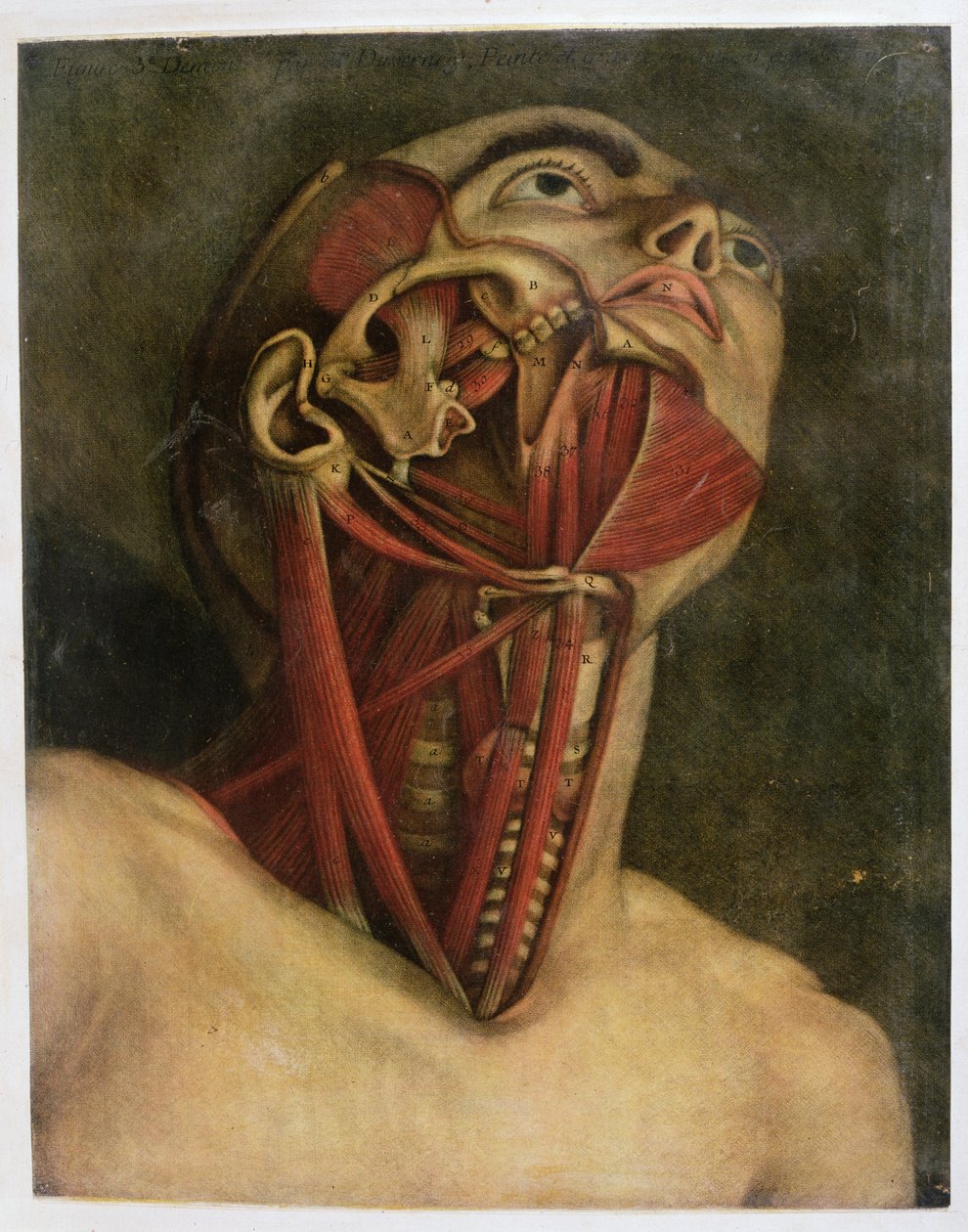 المقطع العرضي للجانب الأيمن من الرقبة والوجه ، c.1745 (mezziotint) بواسطة جاك فابيان غوتييه أغوتي