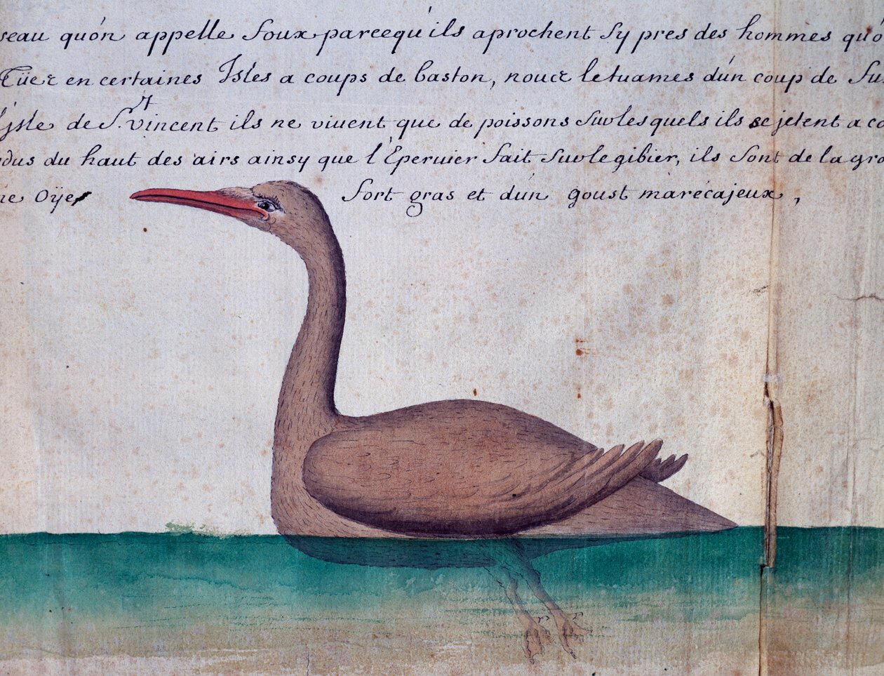 طائر يُدعى Foux (Booby) ، جزيرة Sao Vicente ، الرأس الأخضر ، ألوان مائية من كتاب سجل بقلم Jacques Gouin de Beauchesne (1652-1730) ، قبطان Compagnie royale de la Mer du Sud ، من 1698 إلى 1701 ، فرنسا بواسطة جاك جوين دي بيوشيزن