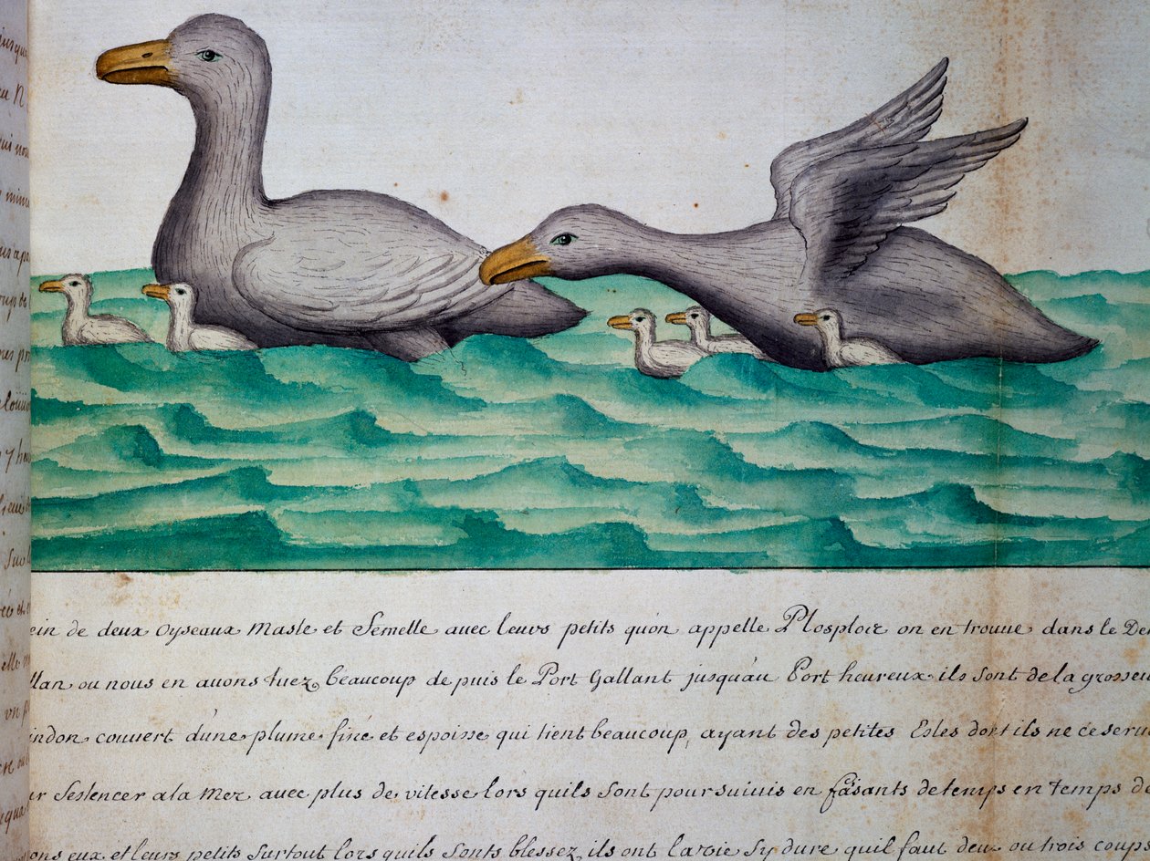 البط المسمى Ploplos ، مضيق ماجلان ، ألوان مائية من كتاب السجل لجاك جوين دي بيوشيزن (1652-1730) ، قبطان Compagnie royale de la Mer du Sud ، من 1698 إلى 1701 ، فرنسا بواسطة جاك جوين دي بيوشيزن