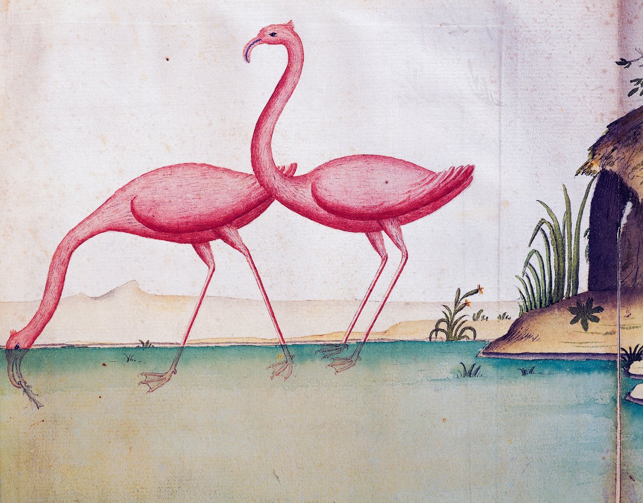 طيور النحام الوردي ، جزر غالاباغوس ، ألوان مائية من كتاب سجل بقلم جاك جوين دي بيوشيزن (1652-1730) ، قبطان شركة كومباني رويال دي لا مير دو سود ، من 1698 إلى 1701 ، فرنسا بواسطة جاك جوين دي بيوشيزن