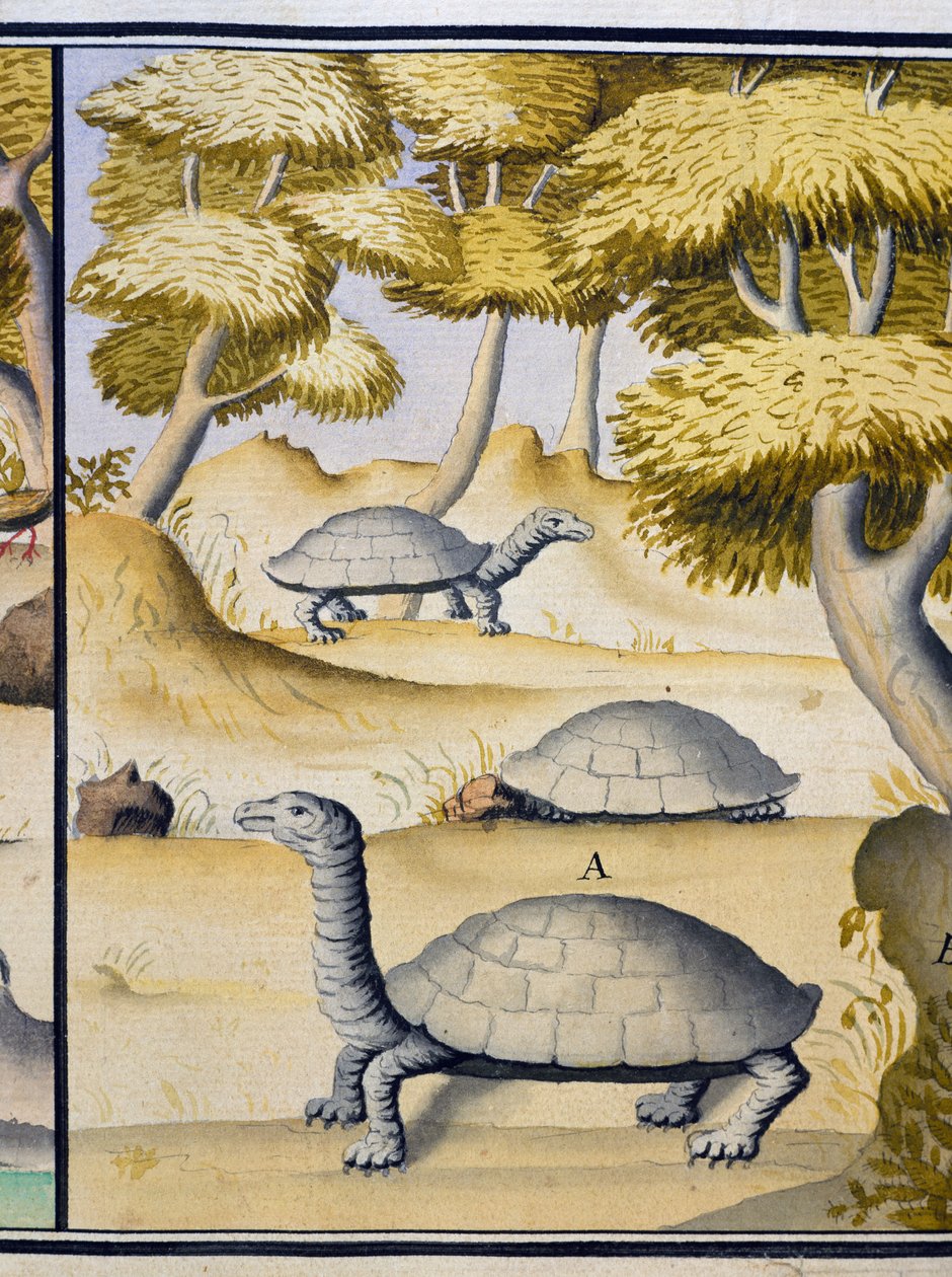 السلاحف ، ألوان مائية من كتاب السجل لجاك جوين دي بيوشيزن (1652-1730) ، قبطان كومباني رويال دي لا مير دو سود ، من 1698 إلى 1701 ، فرنسا بواسطة جاك جوين دي بيوشيزن