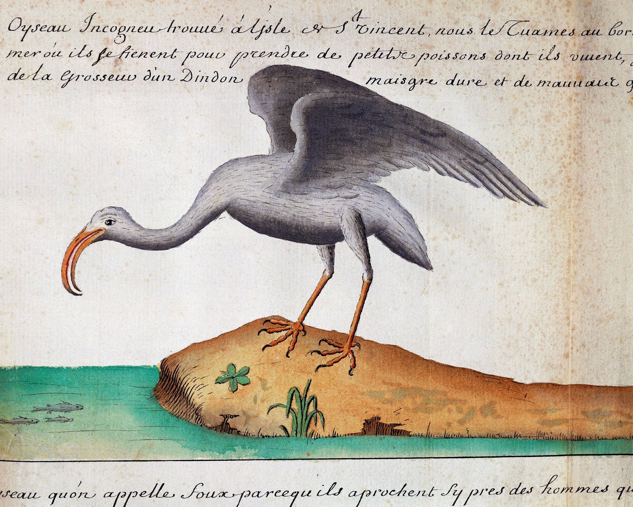 أبو منجل الأبيض (Eudocimus albus) ، جزيرة ساو فيسينتي ، الرأس الأخضر ، ألوان مائية من كتاب سجل بقلم جاك غوين دي بيوشيزن (1652-1730) ، قبطان شركة كومباني رويال دي لا مير دو سود ، من 1698 إلى 1701 ، فرنسا بواسطة جاك جوين دي بيوشيزن