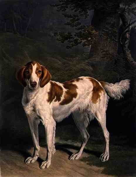 داش ، نقشها تشارلز تورنر (1773-1857) ، حانة. بواسطة R. Ackermann الابن. (نقش الميزوتنت) بواسطة جاك لوران (بعد) Agasse